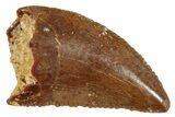 Serrated, Raptor Tooth - Real Dinosaur Tooth #273089-1